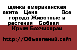 щенки американская акита › Цена ­ 30 000 - Все города Животные и растения » Собаки   . Крым,Бахчисарай